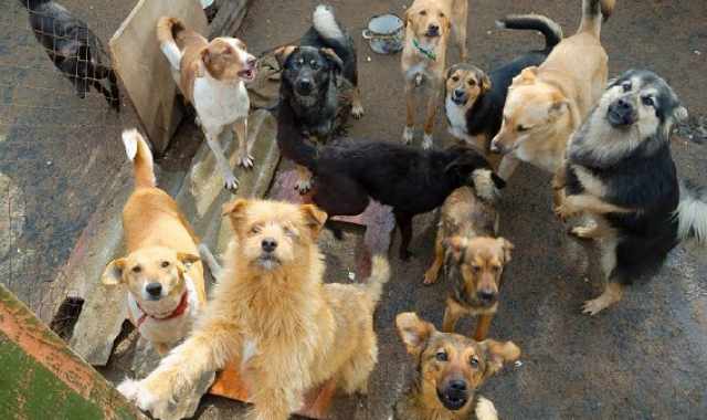 Bari, la storia di Occhi randagi: Combattiamo contro gli accumulatori di cani